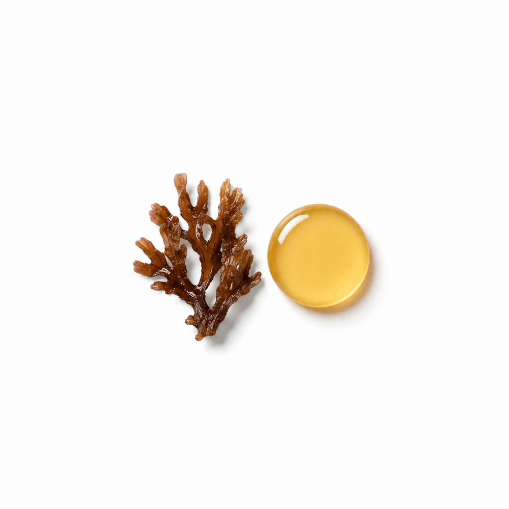 brown algae