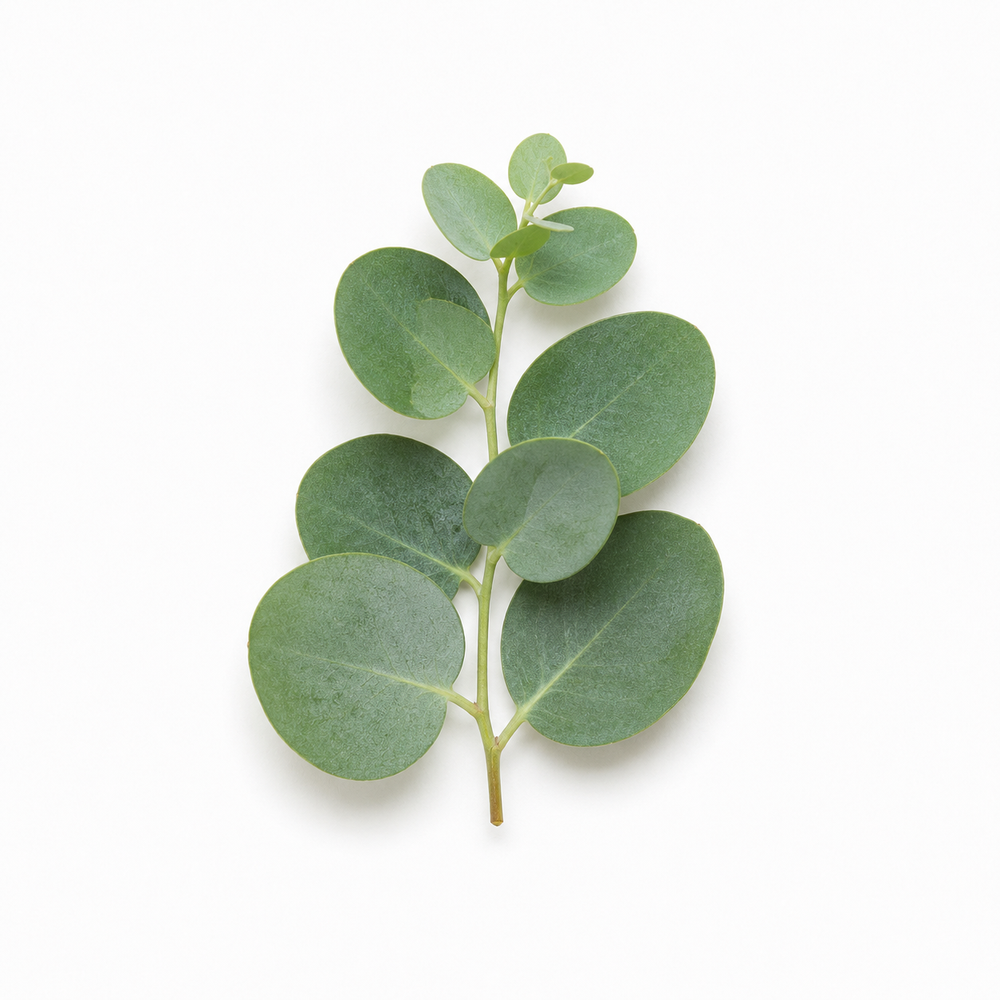 eucalyptus